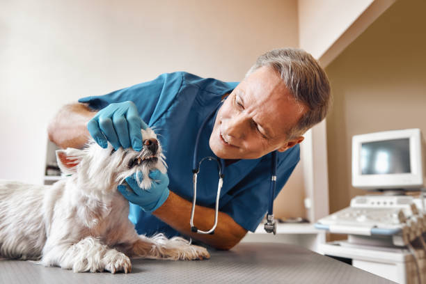 Best Emergency Treatment for Oral Infections in Eagle Grove, IA